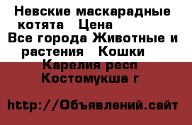 Невские маскарадные котята › Цена ­ 15 000 - Все города Животные и растения » Кошки   . Карелия респ.,Костомукша г.